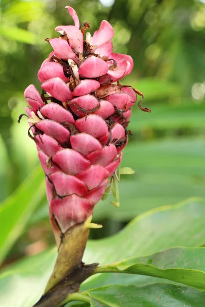 Red ginger or zingiberaceae with the nature — Stock Photo, Image