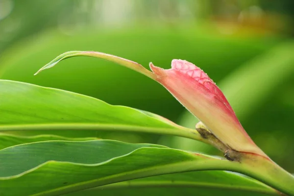 Red ginger or zingiberaceae with the nature — Stock Photo, Image