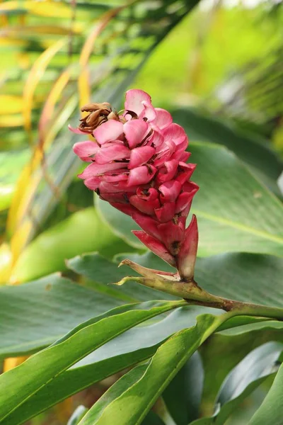 Gingembre rouge ou zingiberaceae avec la nature — Photo