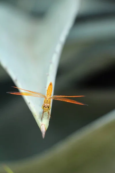 Dragonfly met schoonheid op boom op de natuur — Stockfoto