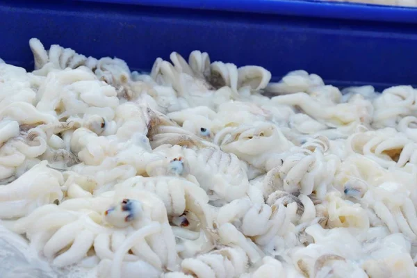 Calamari freschi per cucinare nel mercato — Foto Stock