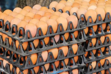 Piyasada panelinde yumurta