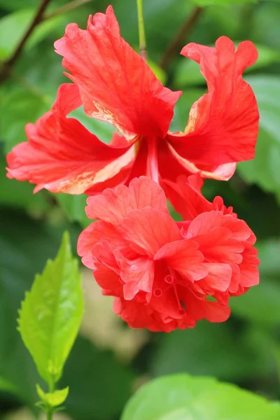 Kwiat Hibiscus o piękne z natury — Zdjęcie stockowe