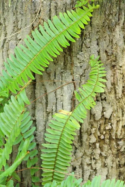 Fern in garden with nature — Stock Photo, Image