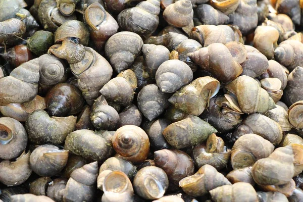 Frische Schalentiere zum Kochen auf dem Markt — Stockfoto