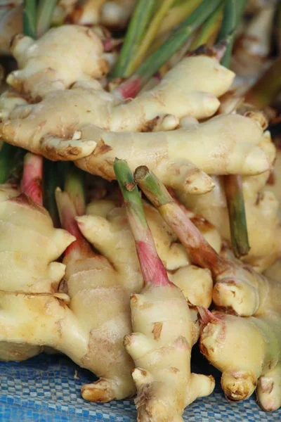 Galangal fresco per cucinare nel mercato — Foto Stock