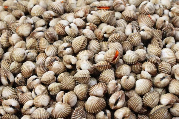 Cockle fresco per cucinare nel mercato — Foto Stock