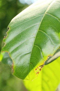 Yeşil yaprak doğa ile bahçesinde