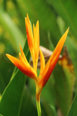 Cennet kuşu çiçeği doğada