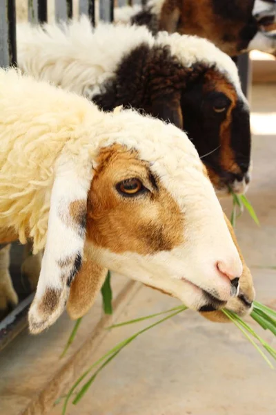 Moutons dans la ferme avec la nature — Photo