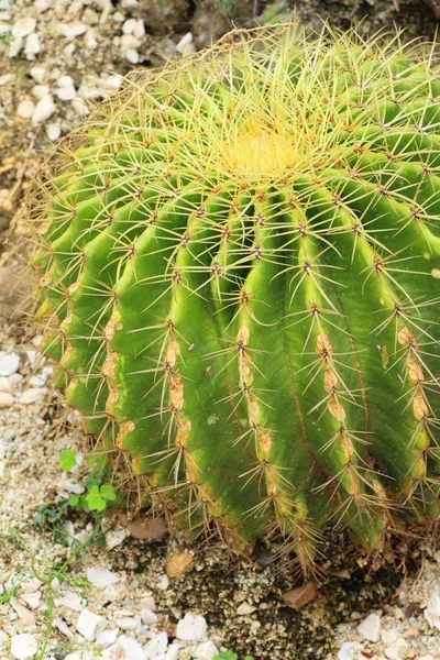 Hermoso el cactus en el jardín con la naturaleza —  Fotos de Stock