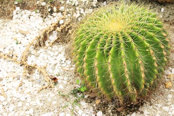 Bonito o cacto no jardim com a natureza — Fotografia de Stock