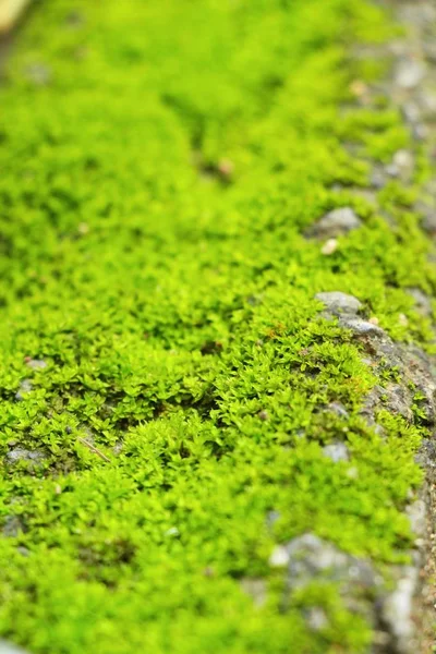 Grön mossa på rock golvet med naturen — Stockfoto