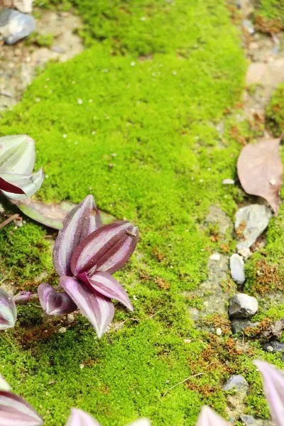Musgo verde sobre suelo de roca con naturaleza — Foto de Stock