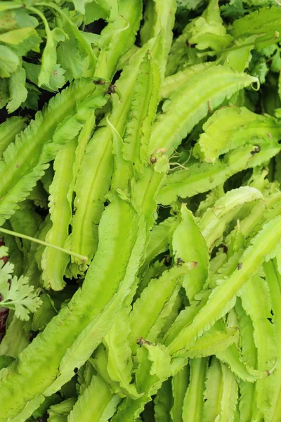 Prenses belgili tanımlık çarşı içinde yemek pişirmek için fasulye — Stok fotoğraf