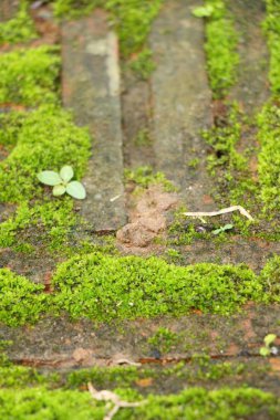 Yeşil yosun doğa ile rock katta