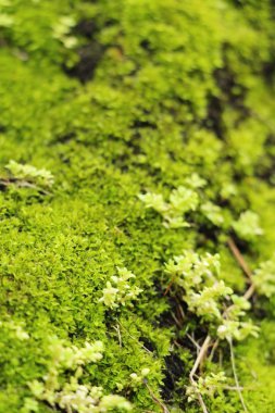 Yeşil yosun doğa ile rock katta
