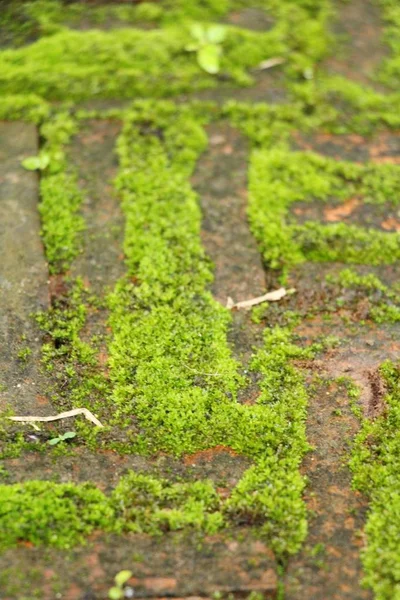 Yeşil yosun doğa ile rock katta