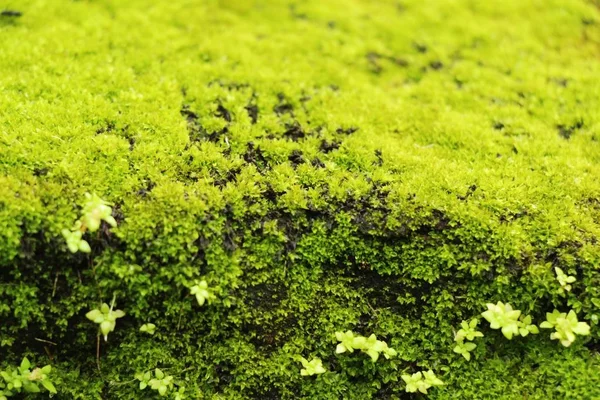 Zelený mech na kamenné podlaze s přírodou — Stock fotografie