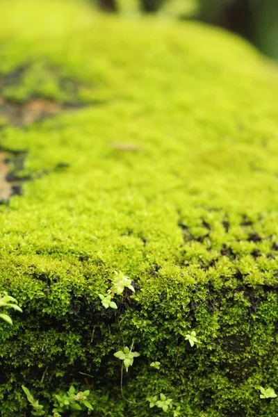 Groene mos op rock verdieping met de natuur — Stockfoto