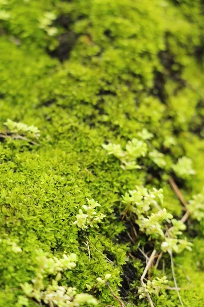 Yeşil yosun doğa ile rock katta