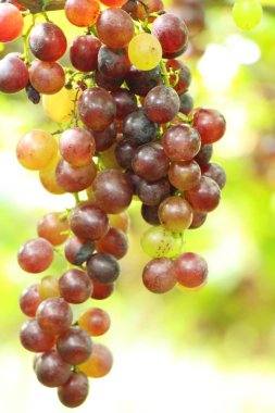 Doğa ile bağ taze üzüm