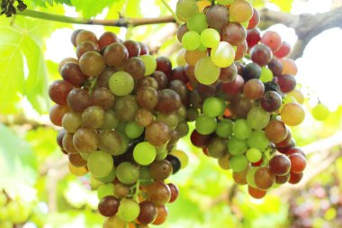 Doğa ile bağ taze üzüm