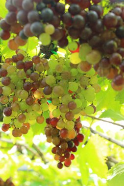 Doğa ile bağ taze üzüm