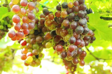 Doğa ile bağ taze üzüm