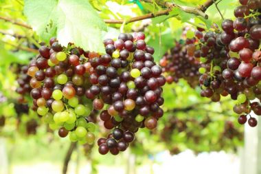 Doğa ile bağ taze üzüm