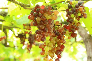 Doğa ile bağ taze üzüm