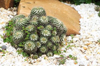 Güzel bahçe doğa ile kaktüs