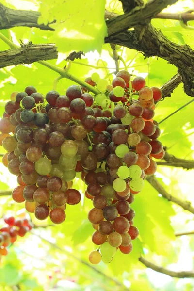 Doğa ile bağ taze üzüm