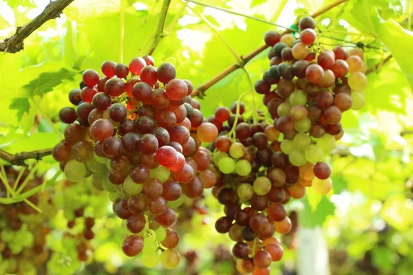 Frische Trauben im Weinberg mit der Natur — Stockfoto