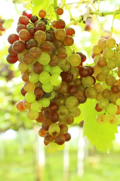 Fresh grapes in the vineyard with nature — Stock Photo, Image