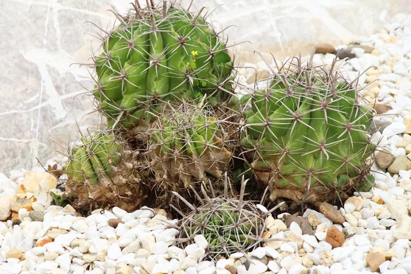 Güzel bahçe doğa ile kaktüs