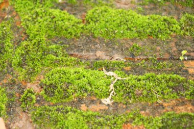 Yeşil yosun doğa ile rock katta