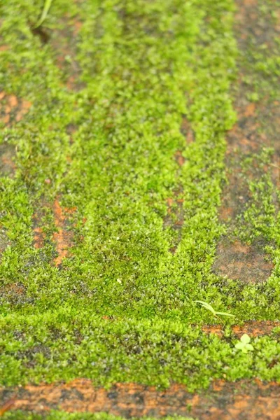 Musgo verde no chão de rocha com a natureza — Fotografia de Stock