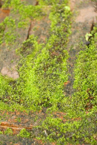 Yeşil yosun doğa ile rock katta — Stok fotoğraf