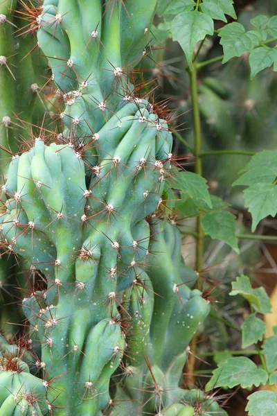 Belle le cactus dans le jardin avec la nature — Photo