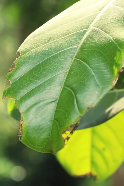 Hoja verde en el jardín con la naturaleza — Foto de Stock