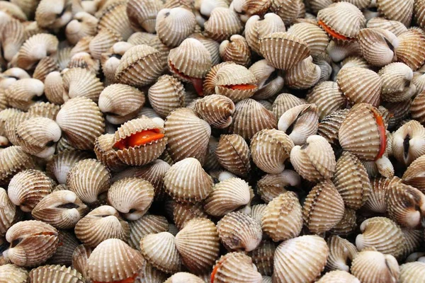 Cockle fresco per cucinare nel mercato — Foto Stock