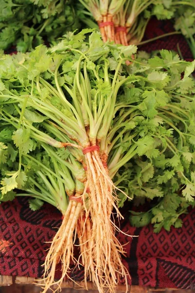 Cilantro fresco para cocinar en el mercado — Foto de Stock