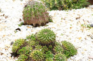 Güzel bahçe doğa ile kaktüs