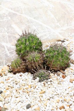 Güzel bahçe doğa ile kaktüs