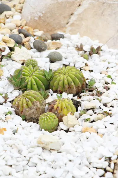 Bellissimo il cactus in giardino con la natura — Foto Stock