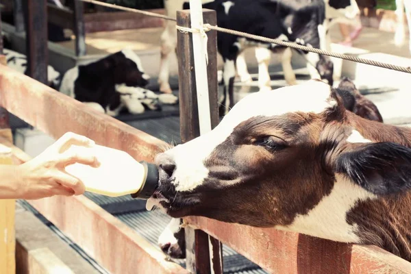 Dojnice ve farmě s přírodou — Stock fotografie