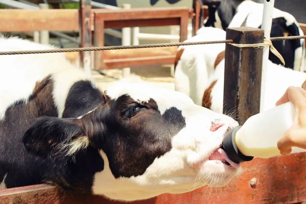 Dairy cows in the farm with nature — Stock Photo, Image