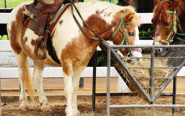 La manada de caballos en la granja —  Fotos de Stock