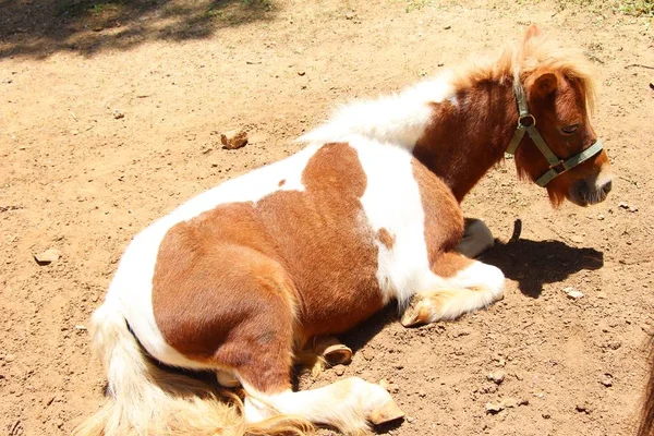 Cheval nain dans la ferme — Photo